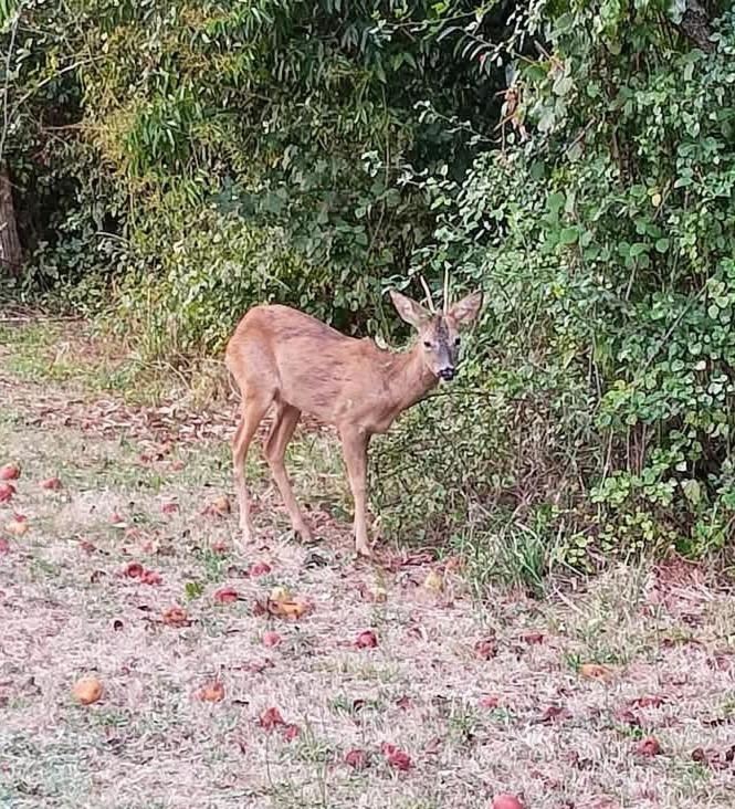 Printemps Quatre Saisons Leilighet Bergerac Eksteriør bilde